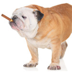 A Bulldog With A Cigar