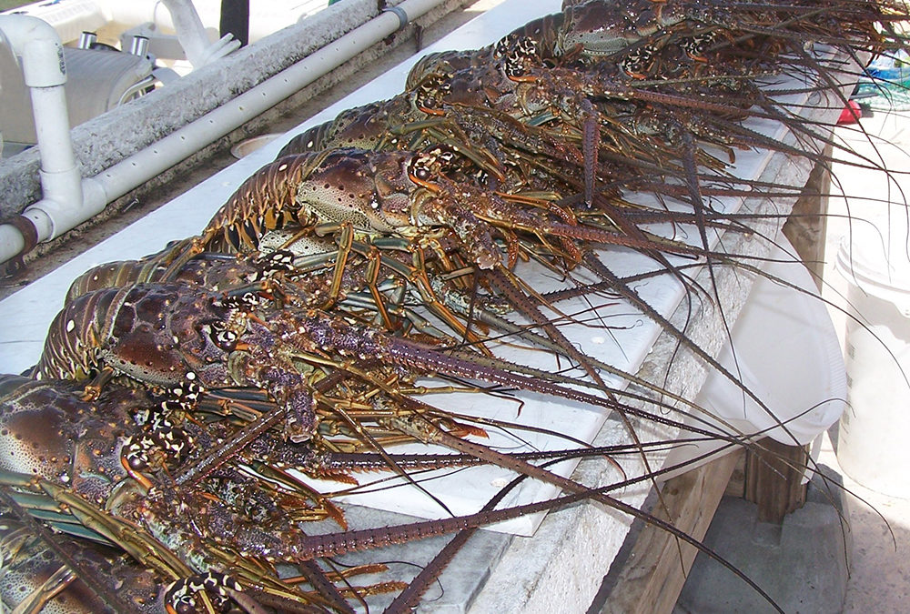 No Claws Required! Florida Keys Lobster Season DESTINATION