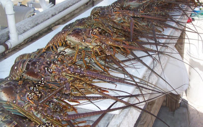 No Claws Required! Florida Keys Lobster Season