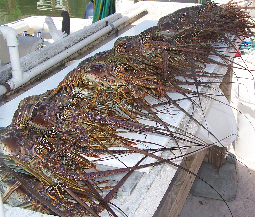 No Claws Required! Florida Keys Lobster Season DESTINATION