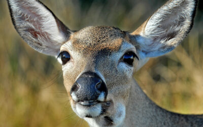 Only In the Keys – Miniature Deer Are a Big Attraction