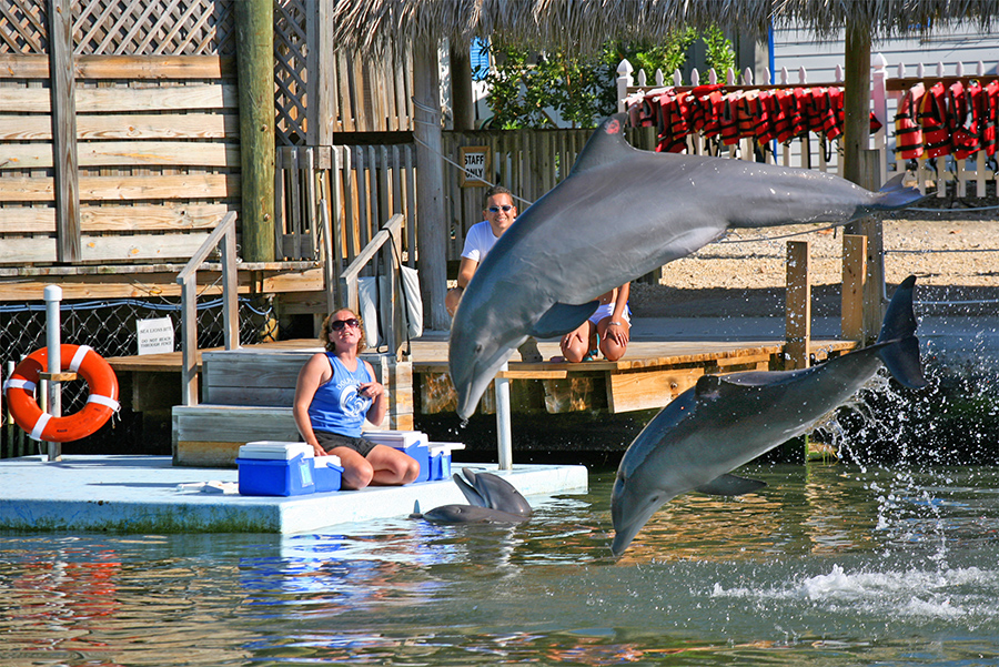 Scars of human folly show on Florida's bottlenose dolphins