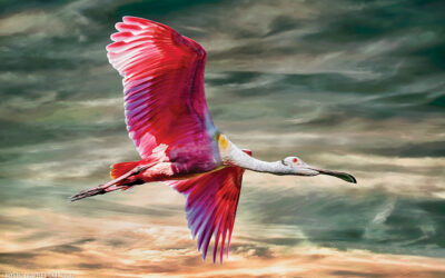 Wings of Majesty — An Everglades Photo Safari with Alan S. Maltz