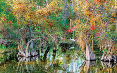 Embracing the Soul of the Everglades— A Journey Through the Wetlands of Time With Alan Maltz