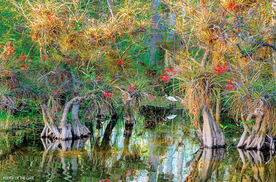 Embracing the Soul of the Everglades— A Journey Through the Wetlands of Time With Alan Maltz