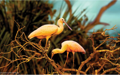 Photo Safari — Award-Winning Alan Maltz Unveils His Latest Collection