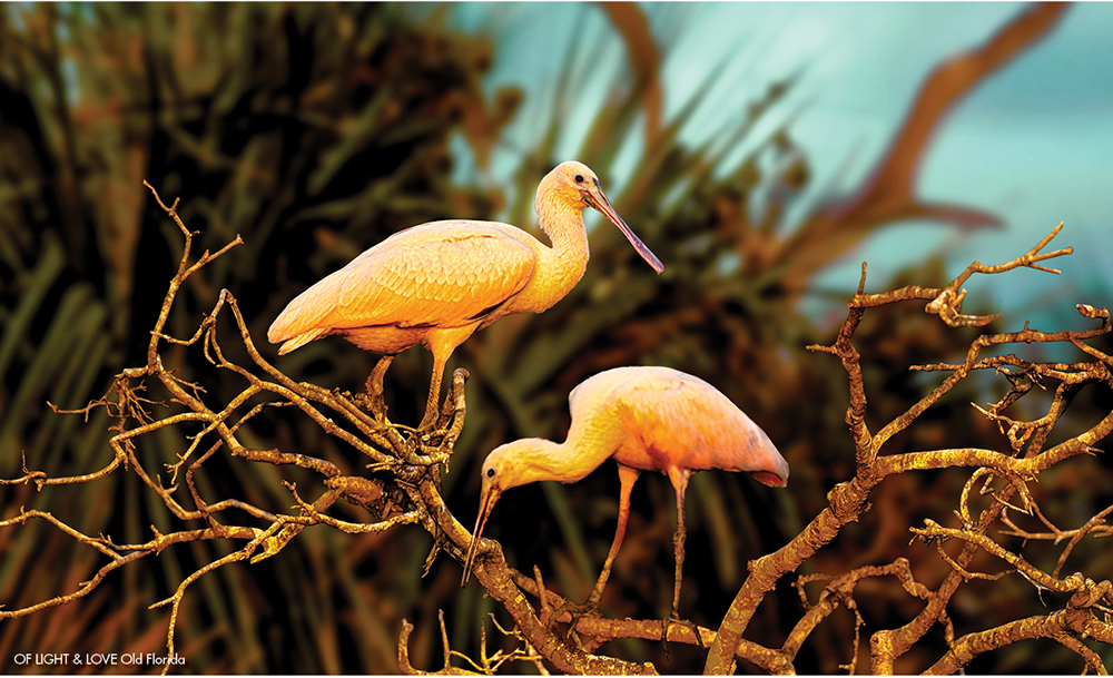 Photo Safari — Award-Winning Alan Maltz Unveils His Latest Collection